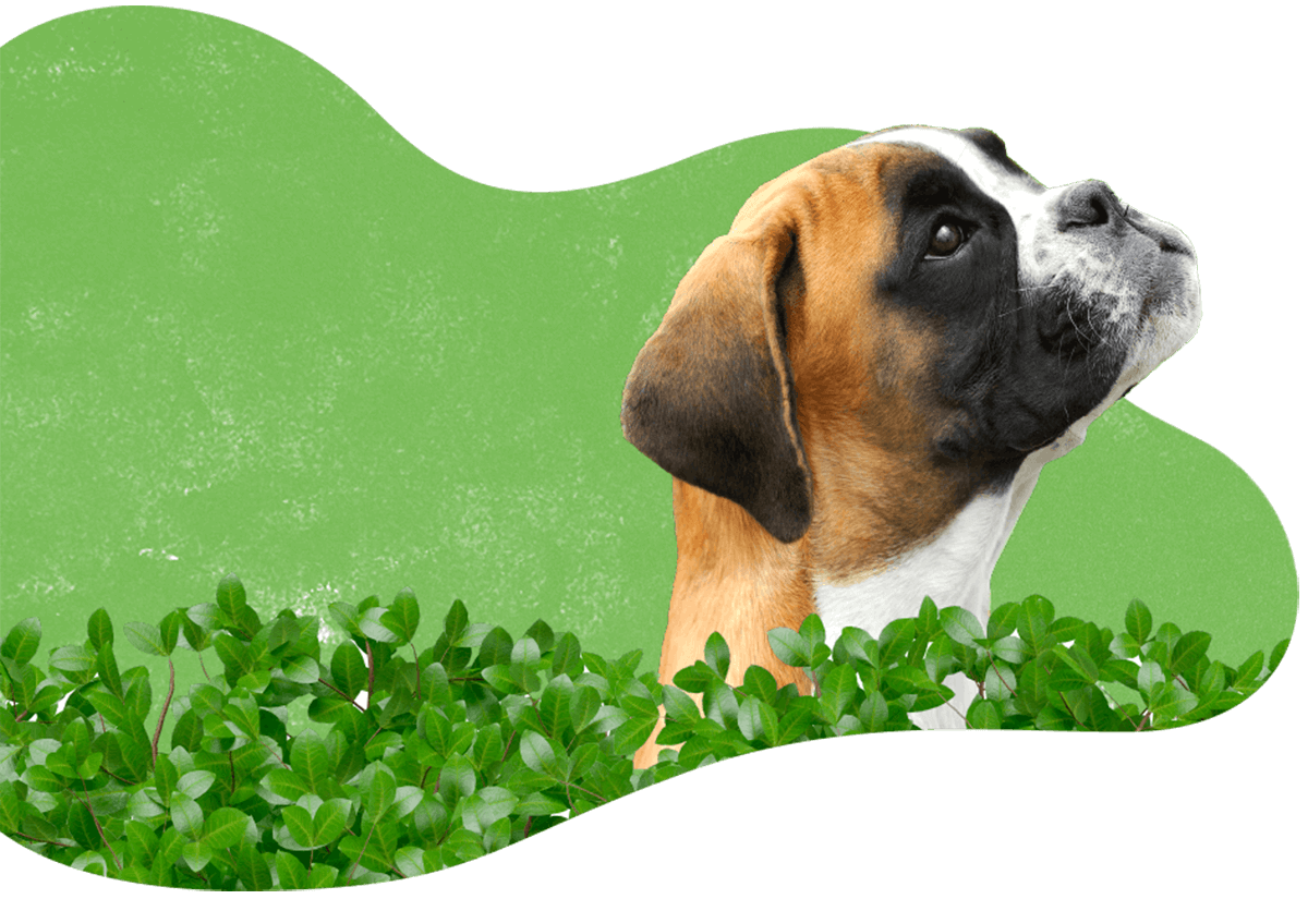 https://www.petsacolori.it/wp-content/uploads/2019/07/hero_image_04.png