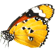 https://www.petsacolori.it/wp-content/uploads/2019/08/butterfly.png
