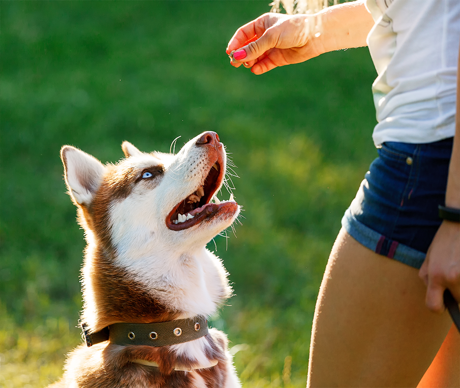 https://www.petsacolori.it/wp-content/uploads/2019/08/dog_prices.png