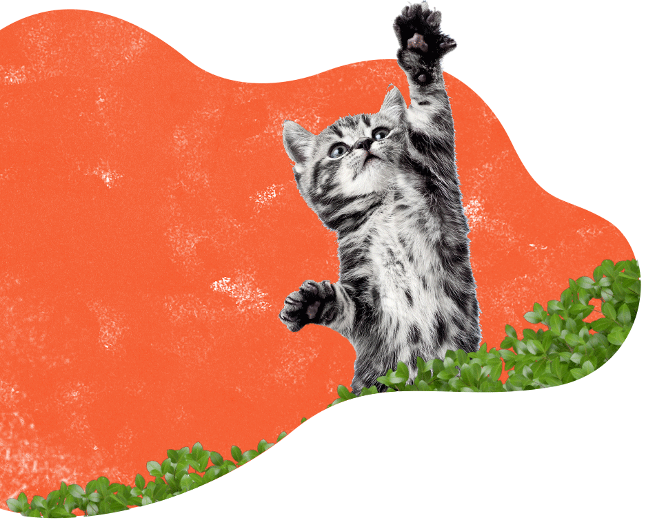 https://www.petsacolori.it/wp-content/uploads/2019/08/inner_services_cat.png