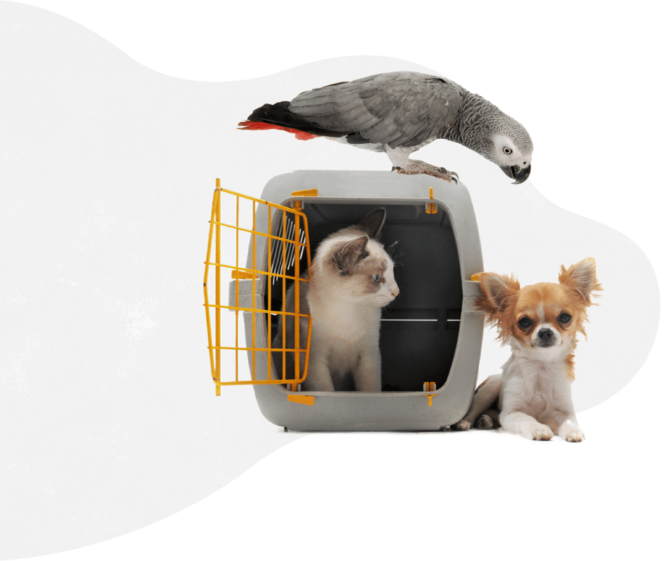 https://www.petsacolori.it/wp-content/uploads/2019/08/pets_services.png