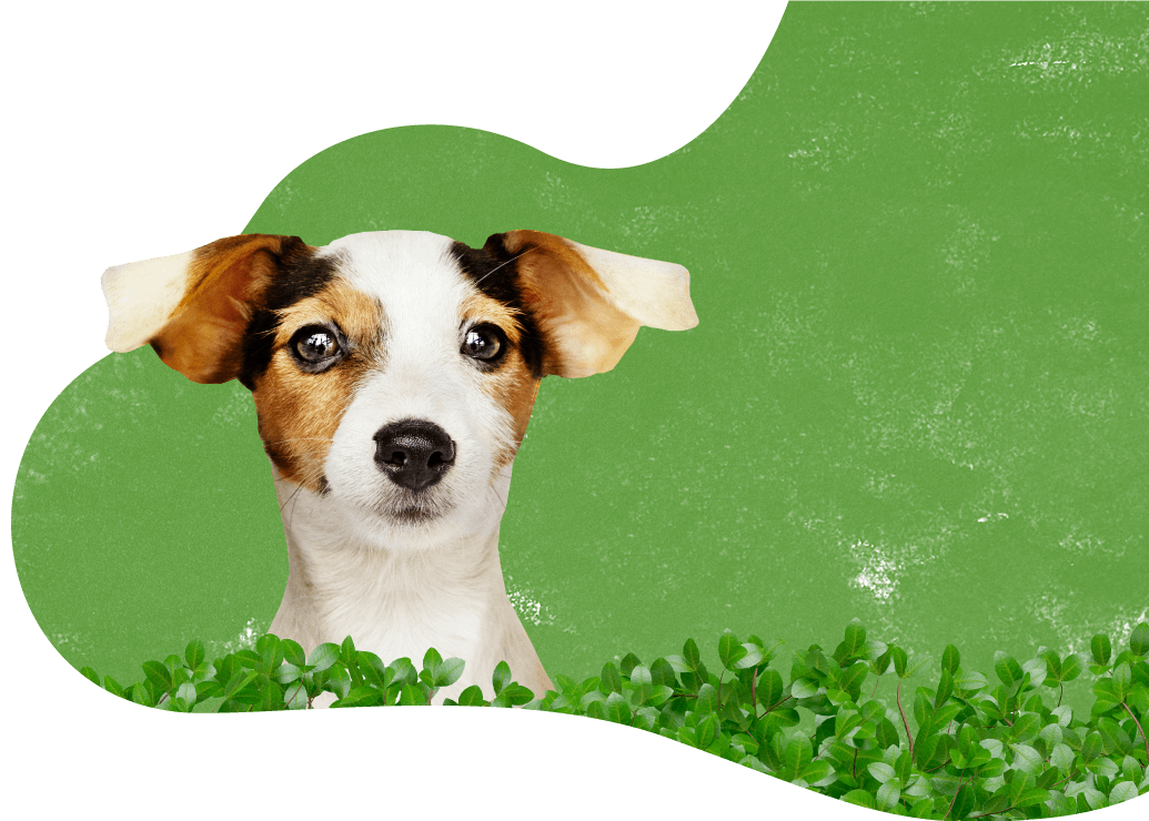 https://www.petsacolori.it/wp-content/uploads/2019/08/prices_background.png